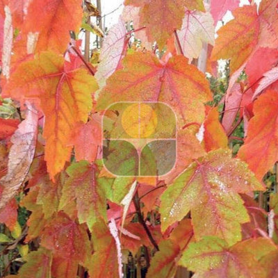 ACER rubrum 'Morgan'