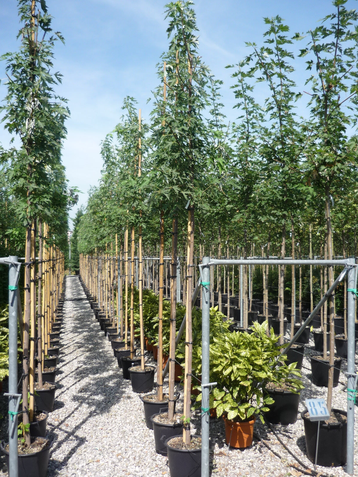 ACER saccharinum
