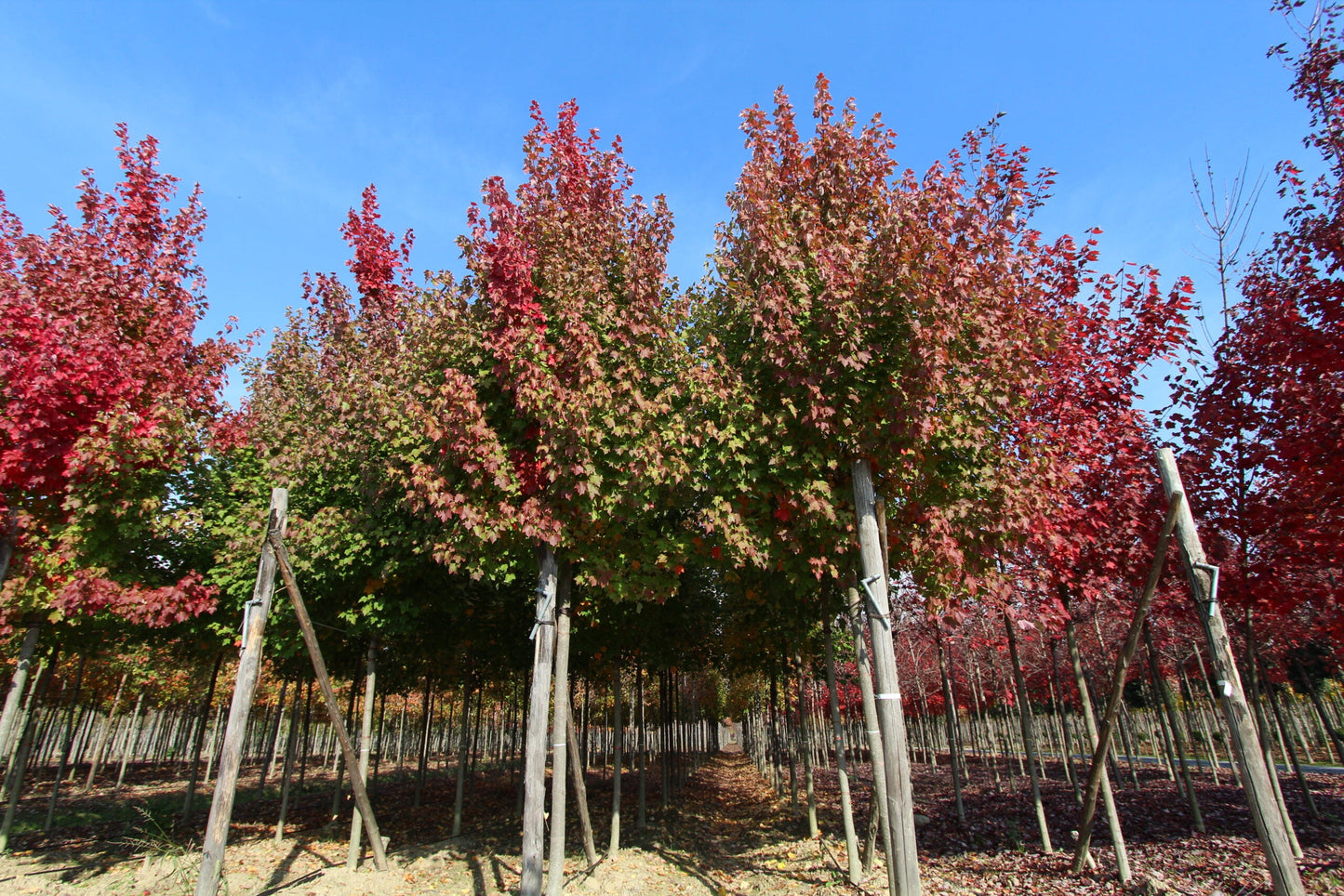 ACER rubrum 'October Glory' ®