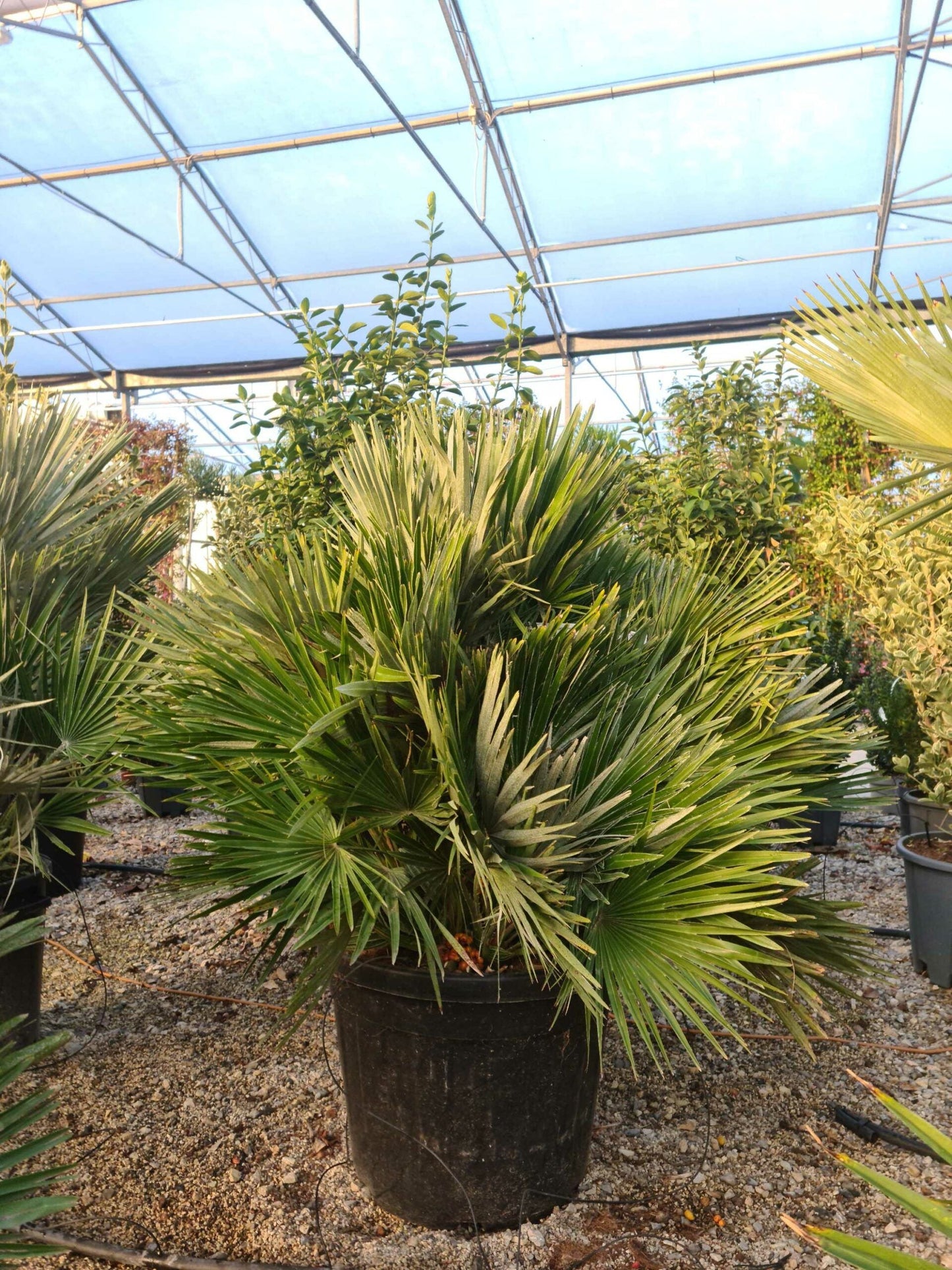 CHAMAEROPS humilis 'Hybrido'