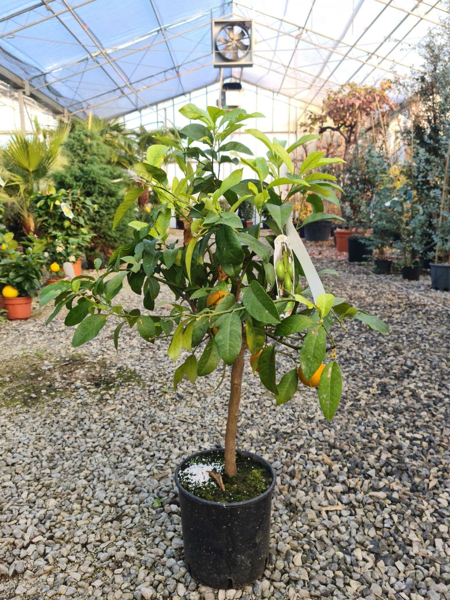 CITRUS x aurantium
