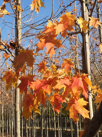 ACER saccharinum 'Green Mountain' ®