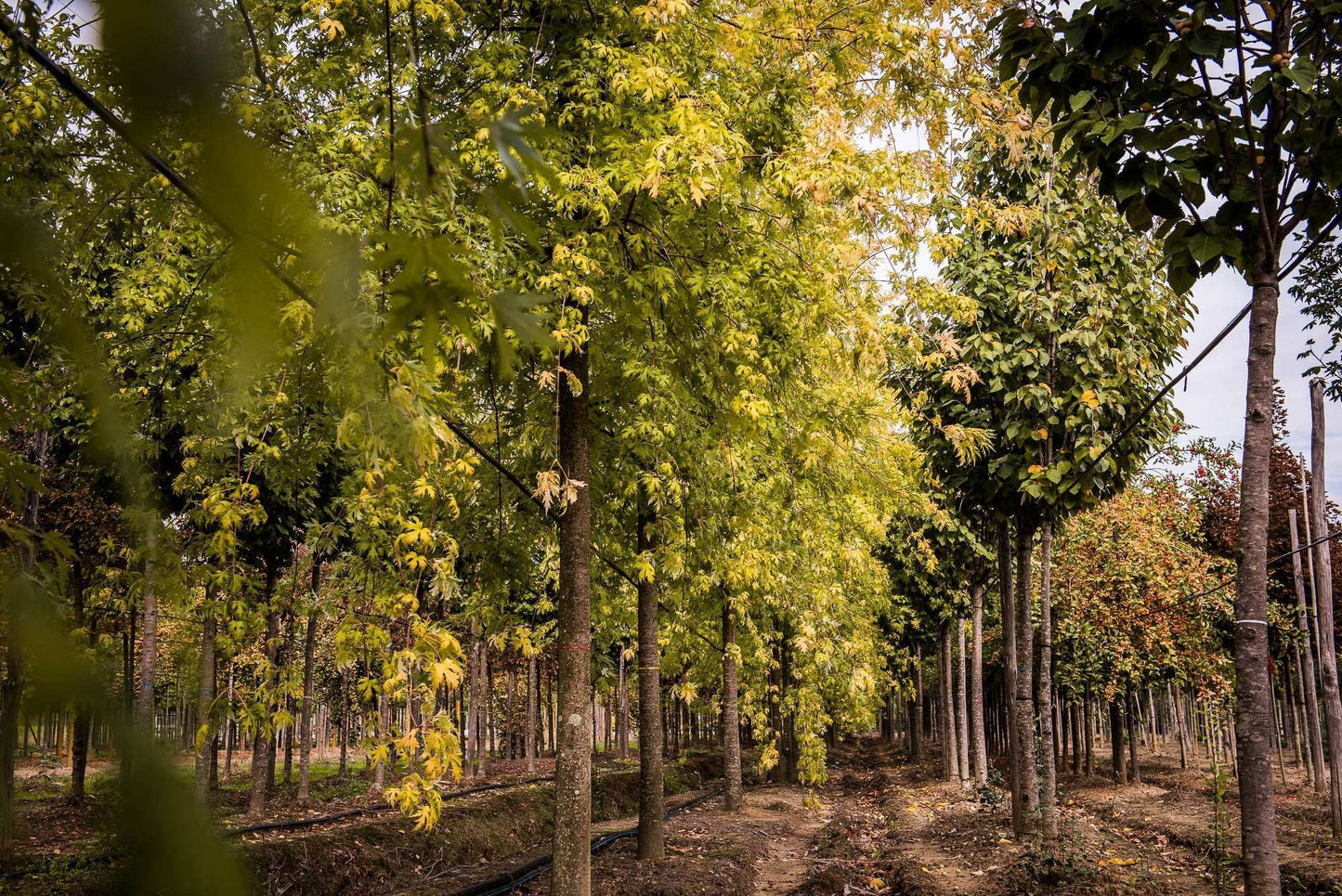 ACER saccharinum 'Lancinatum Wieri'