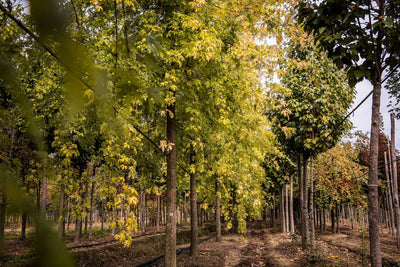 ACER saccharinum 'Lancinatum Wieri'