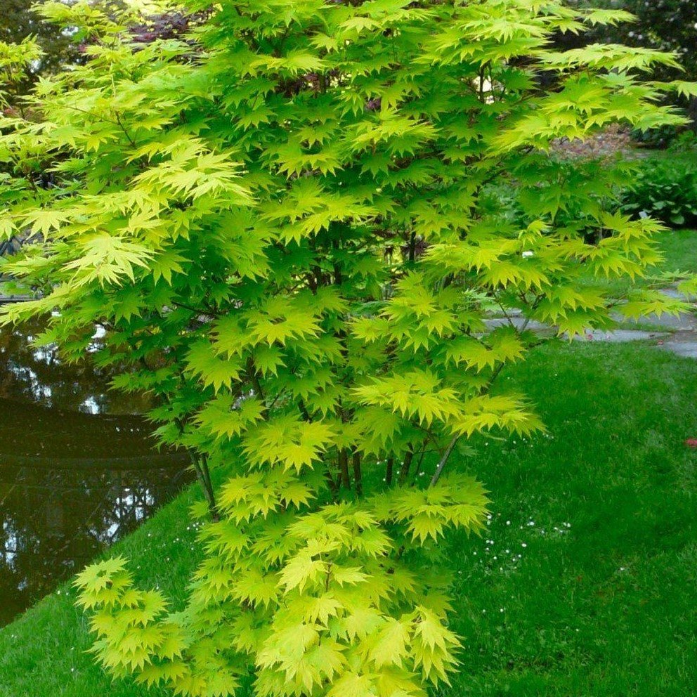 ACER shirasawanum 'Jordan' ®