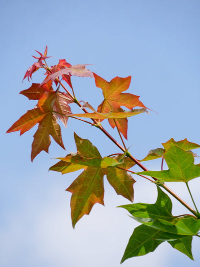 ACER truncatum 'Pacific Sunset' ®
