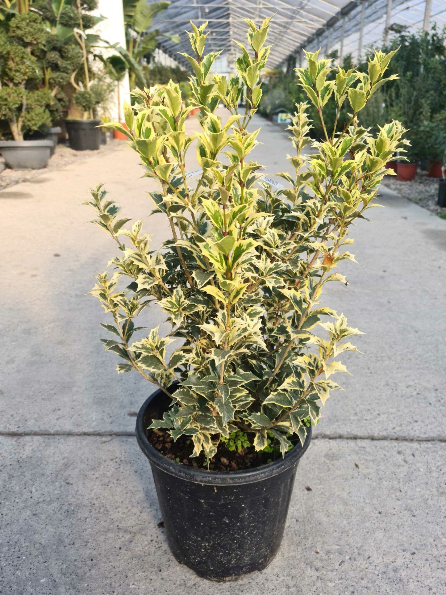 OSMANTHUS x fortunei