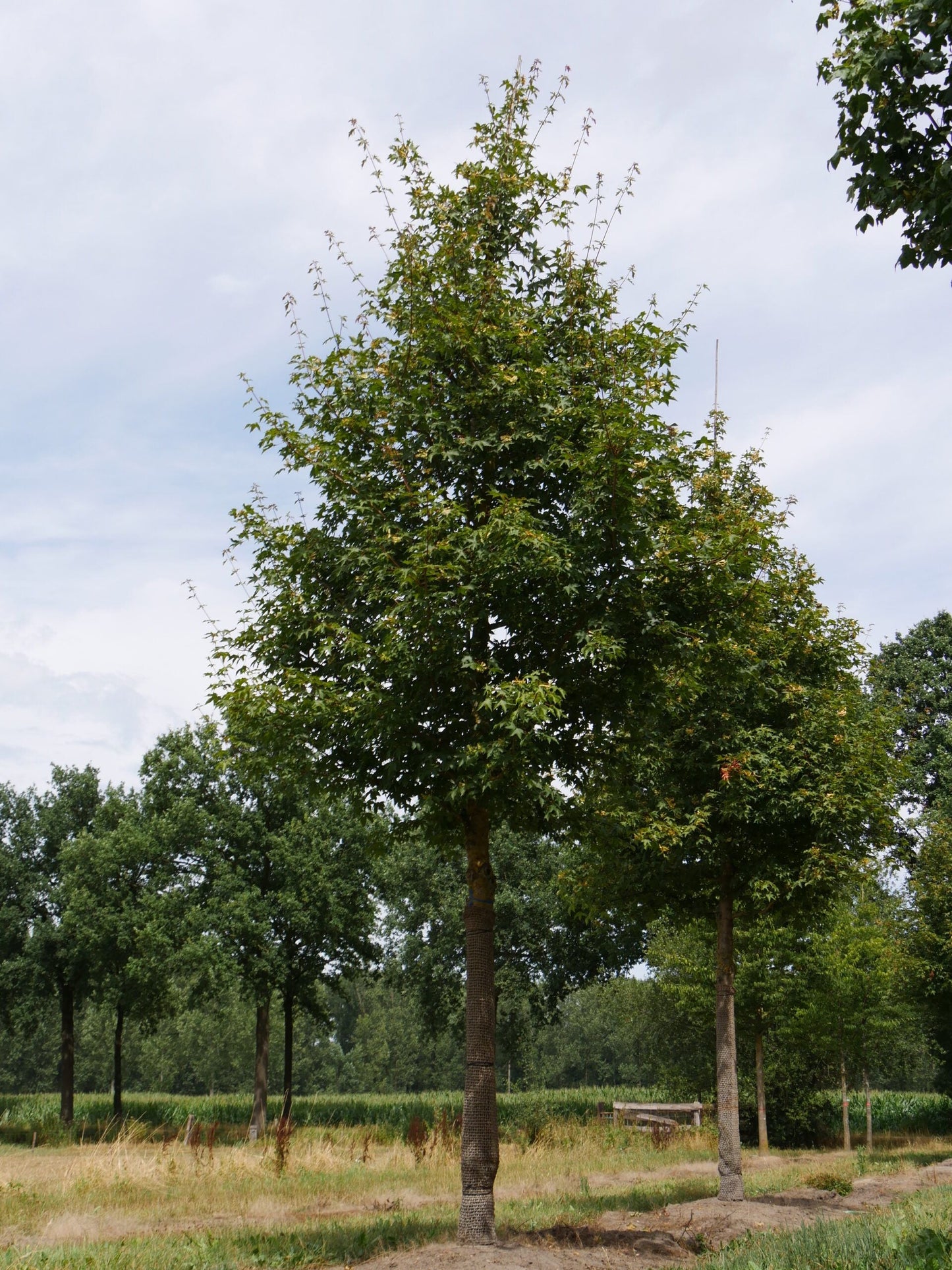 ACER x zoeschense 'Annae'