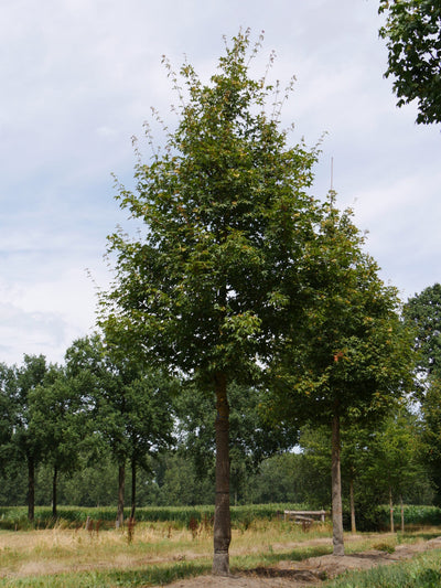 ACER x zoeschense 'Annae'