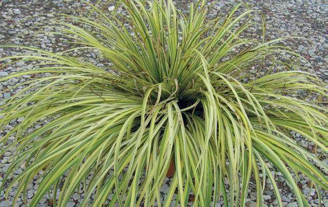ACORUS gramineus 'Ogon'