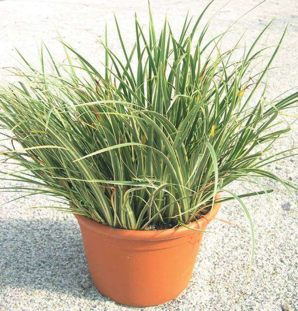 ACORUS gramineus 'Variegatus'