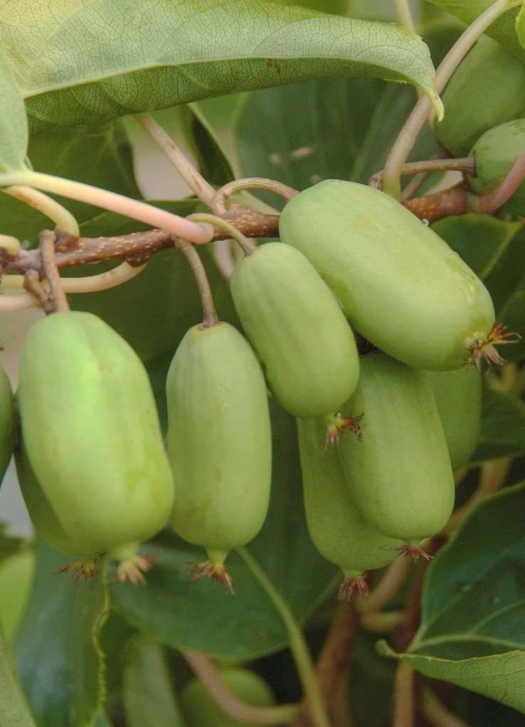 ACTINIDIA arguta 'Issai'
