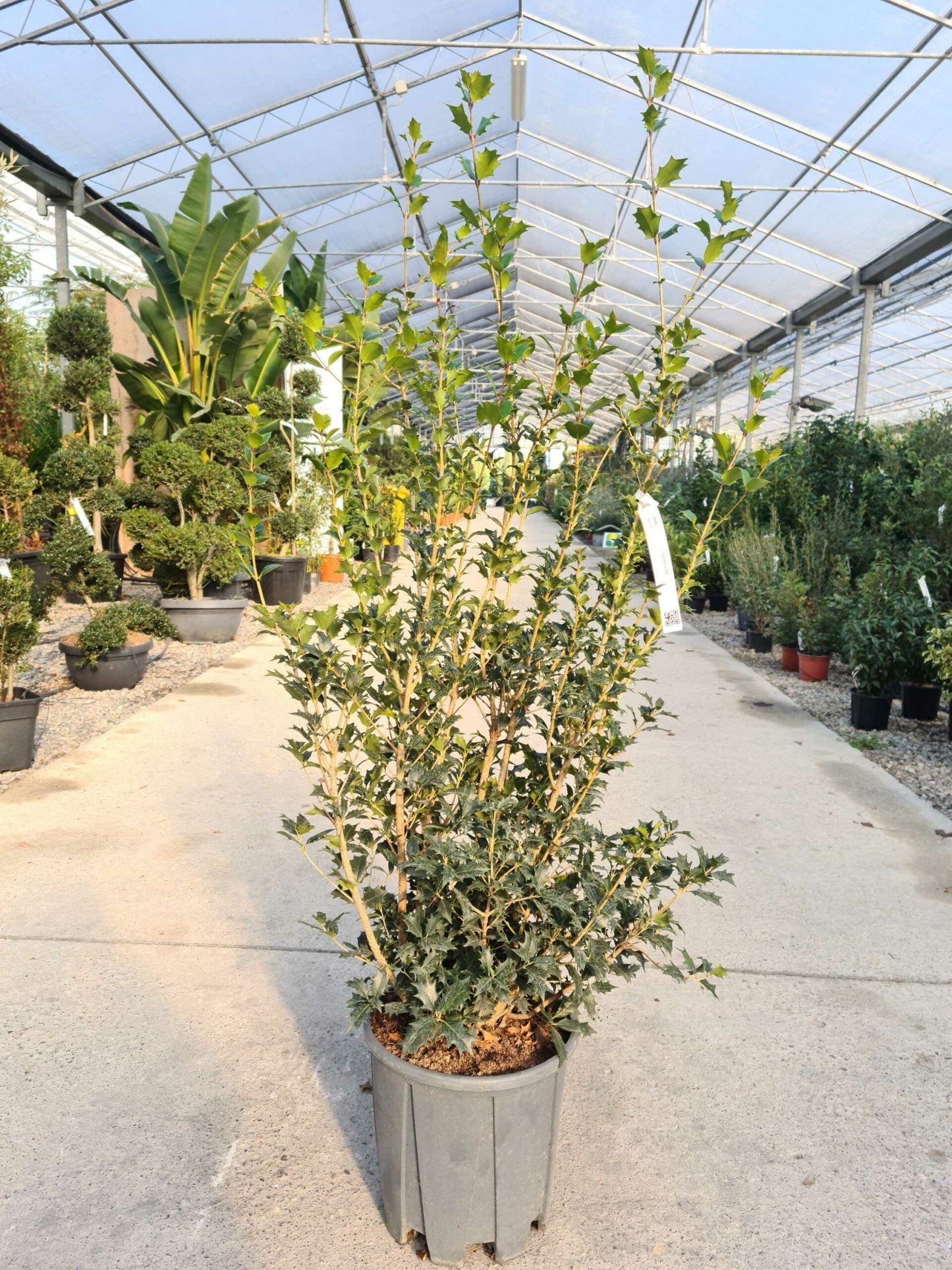 OSMANTHUS heterophyllus 'Giulfti'