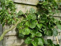 ACTINIDIA chinensis 'Abbot'