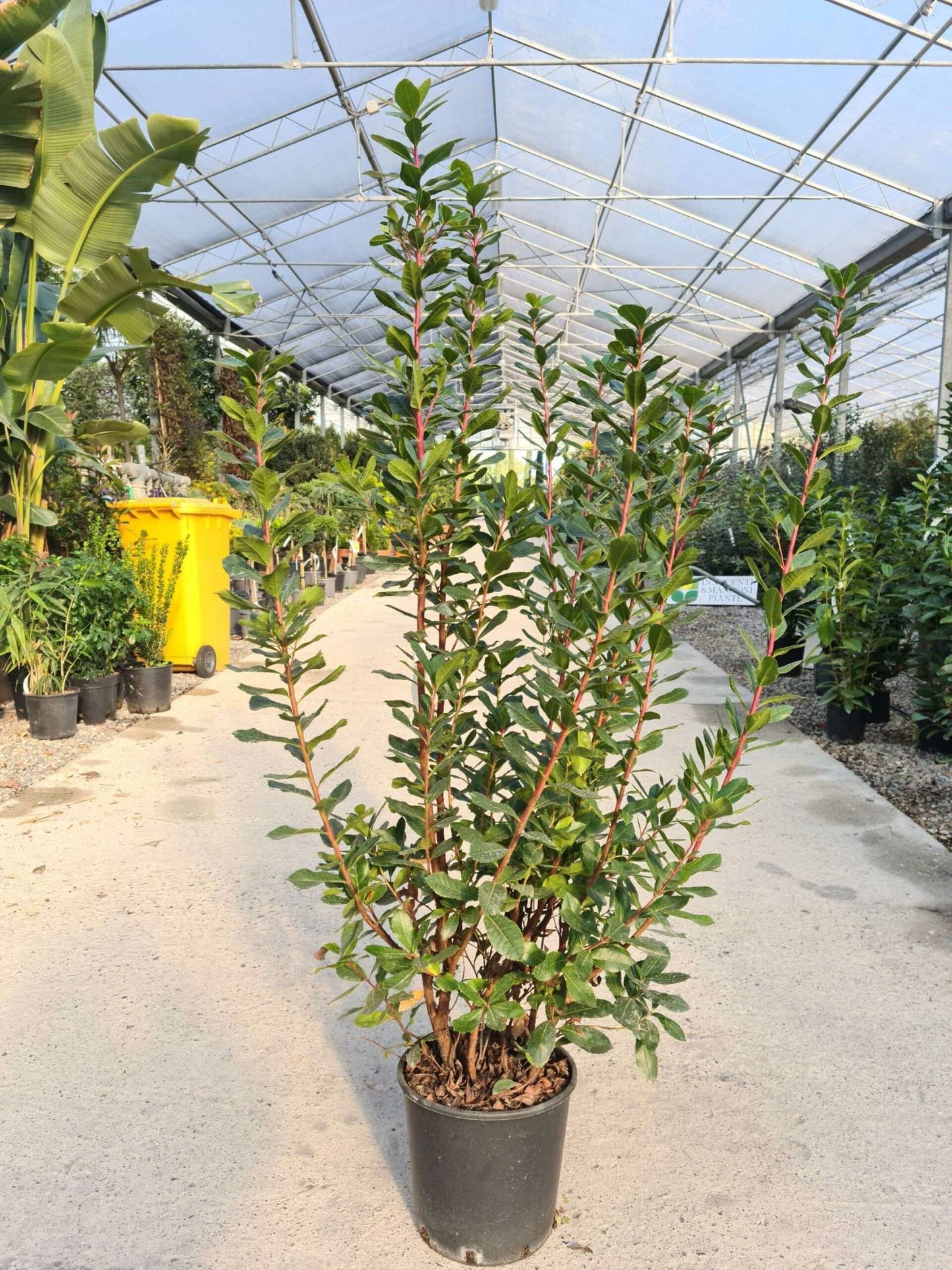 ARBUTUS unedo 'Compacta'