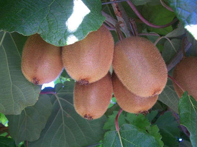 ACTINIDIA chinensis 'Maschio'