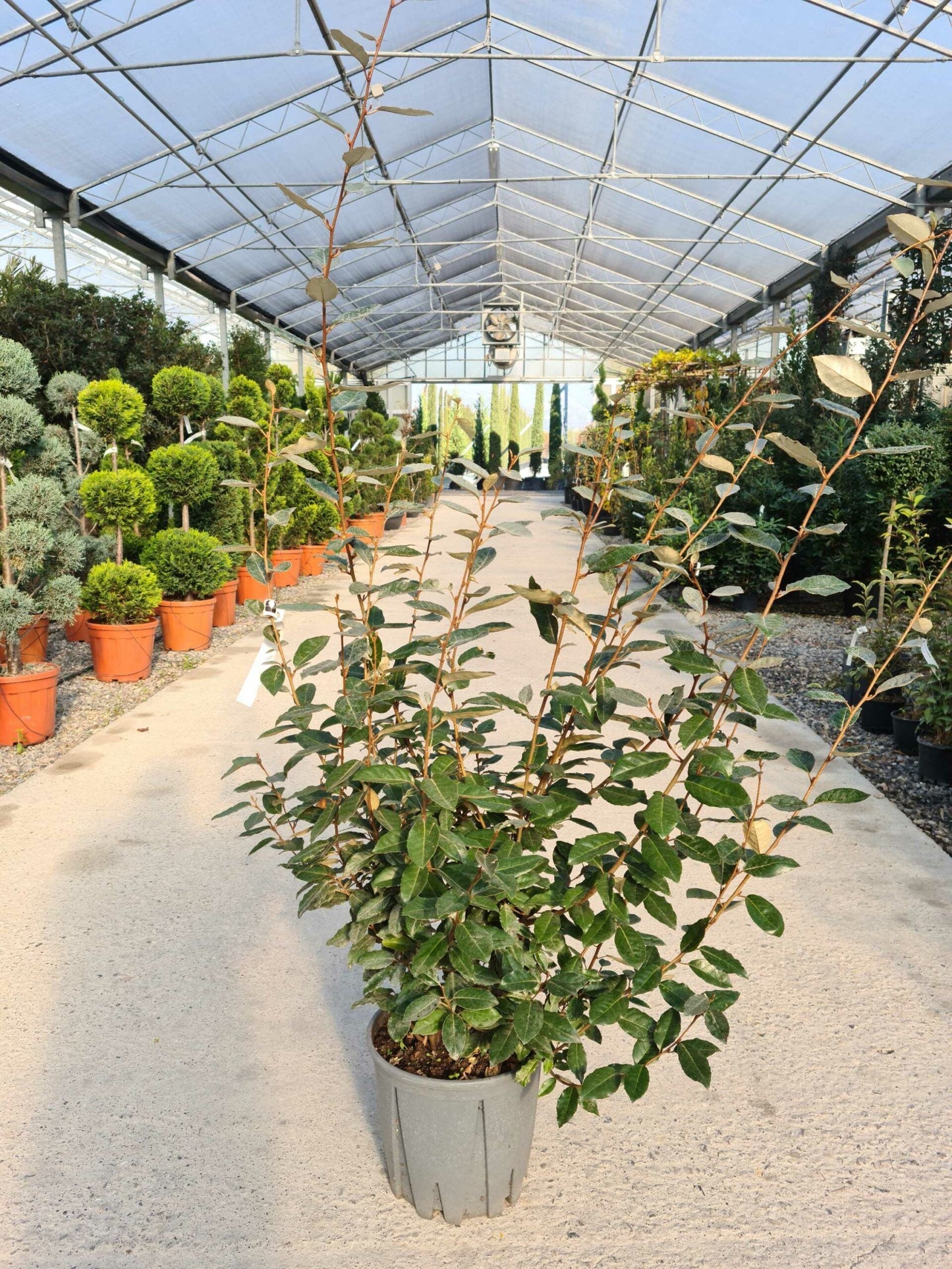 ELAEAGNUS x ebbingei 'Compacta'