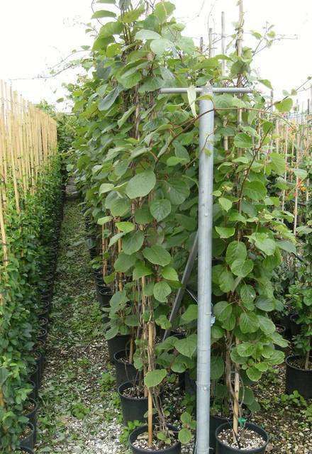 ACTINIDIA chinensis 'Solissimo'