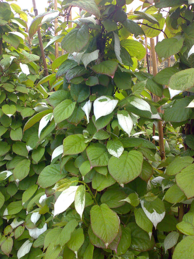 ACTINIDIA kolomikta