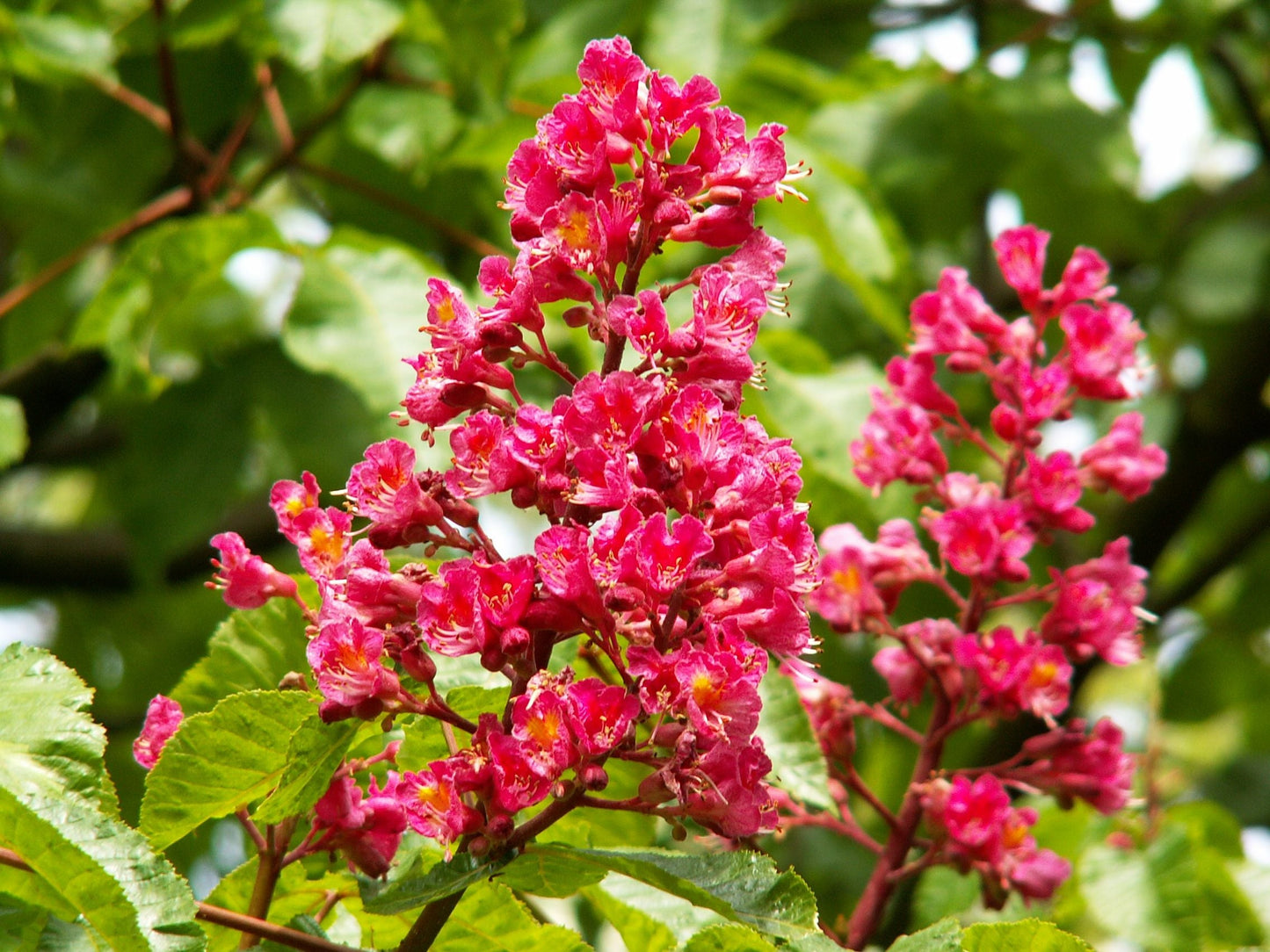 AESCULUS x carnea