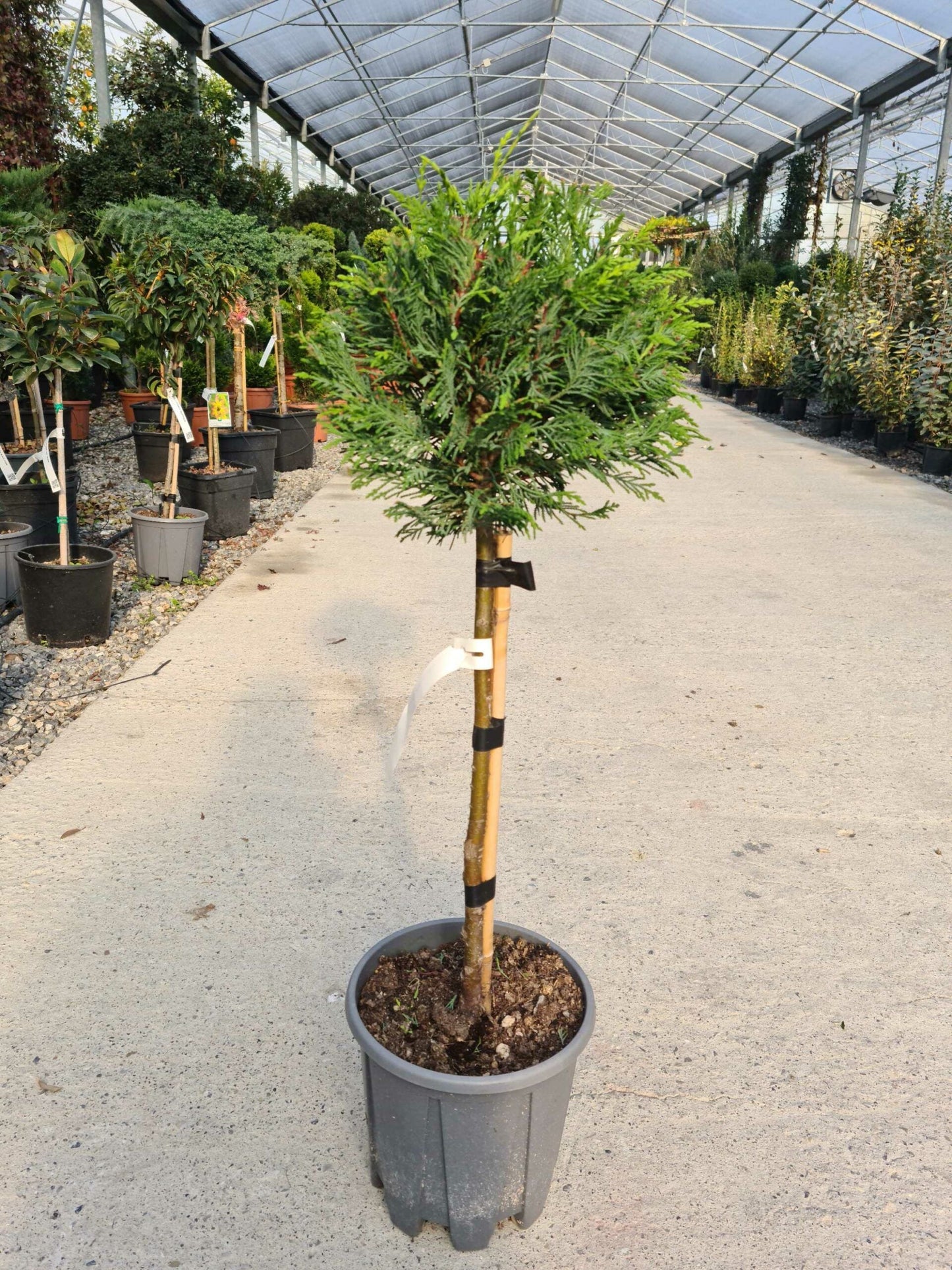 CUPRESSOCYPARIS leylandii '2001'