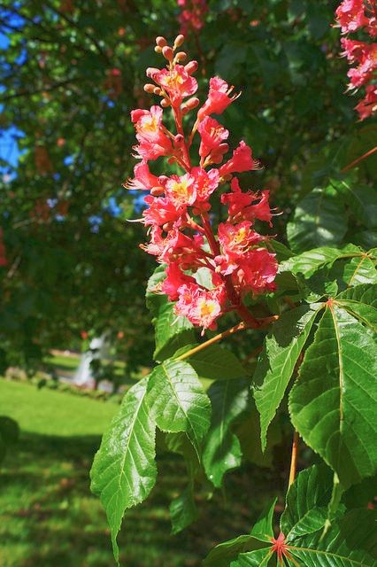 AESCULUS x carnea 'Briotii'