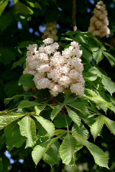 AESCULUS hippocastanum 'Baumannii'