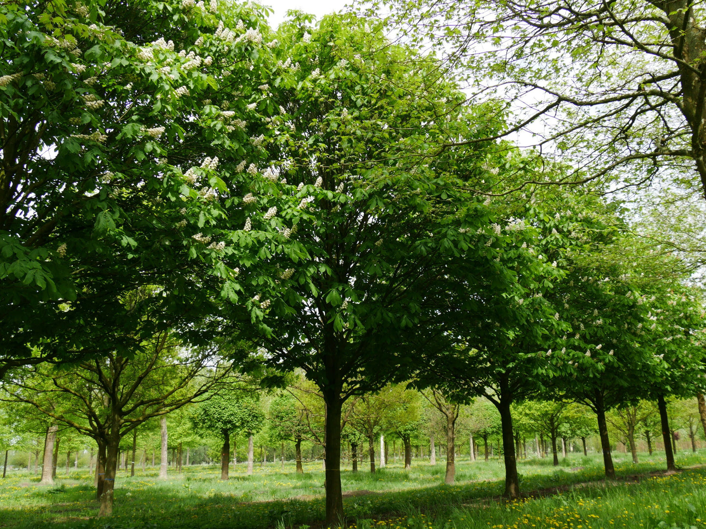 AESCULUS hippocastanum 'Pyramidalis'