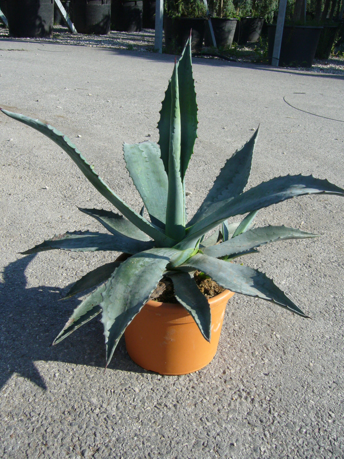 AGAVE americana