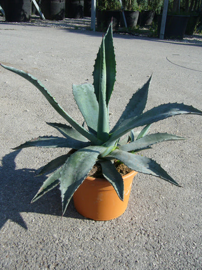 AGAVE americana