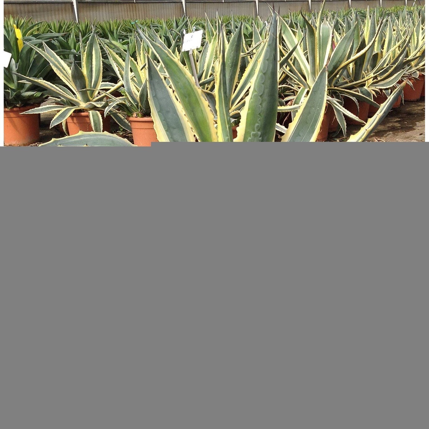 AGAVE americana 'Variegata'