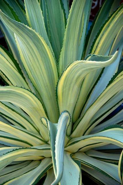 AGAVE desmettiana 'Variegata'