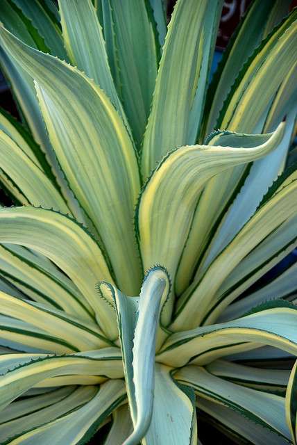 AGAVE desmettiana 'Variegata'