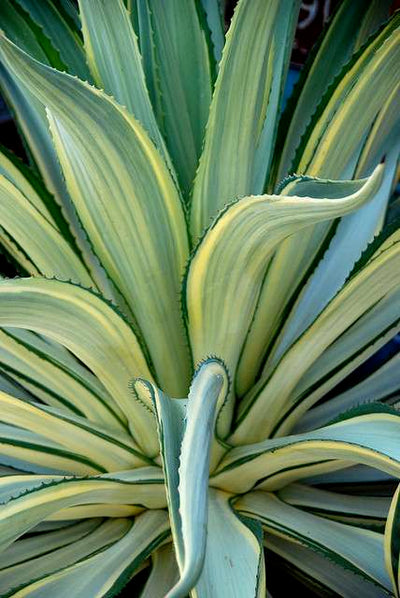 AGAVE desmettiana 'Variegata'