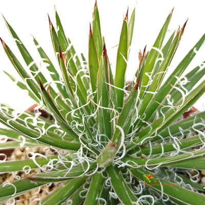 AGAVE x leopoldii