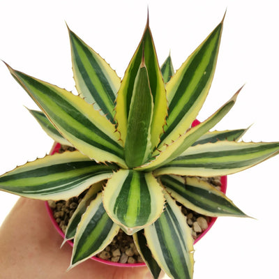 AGAVE lophantha 'Quadricolor'