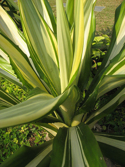 AGAVE americana 'Mediopicta'