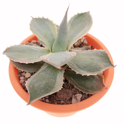 AGAVE pygmaea