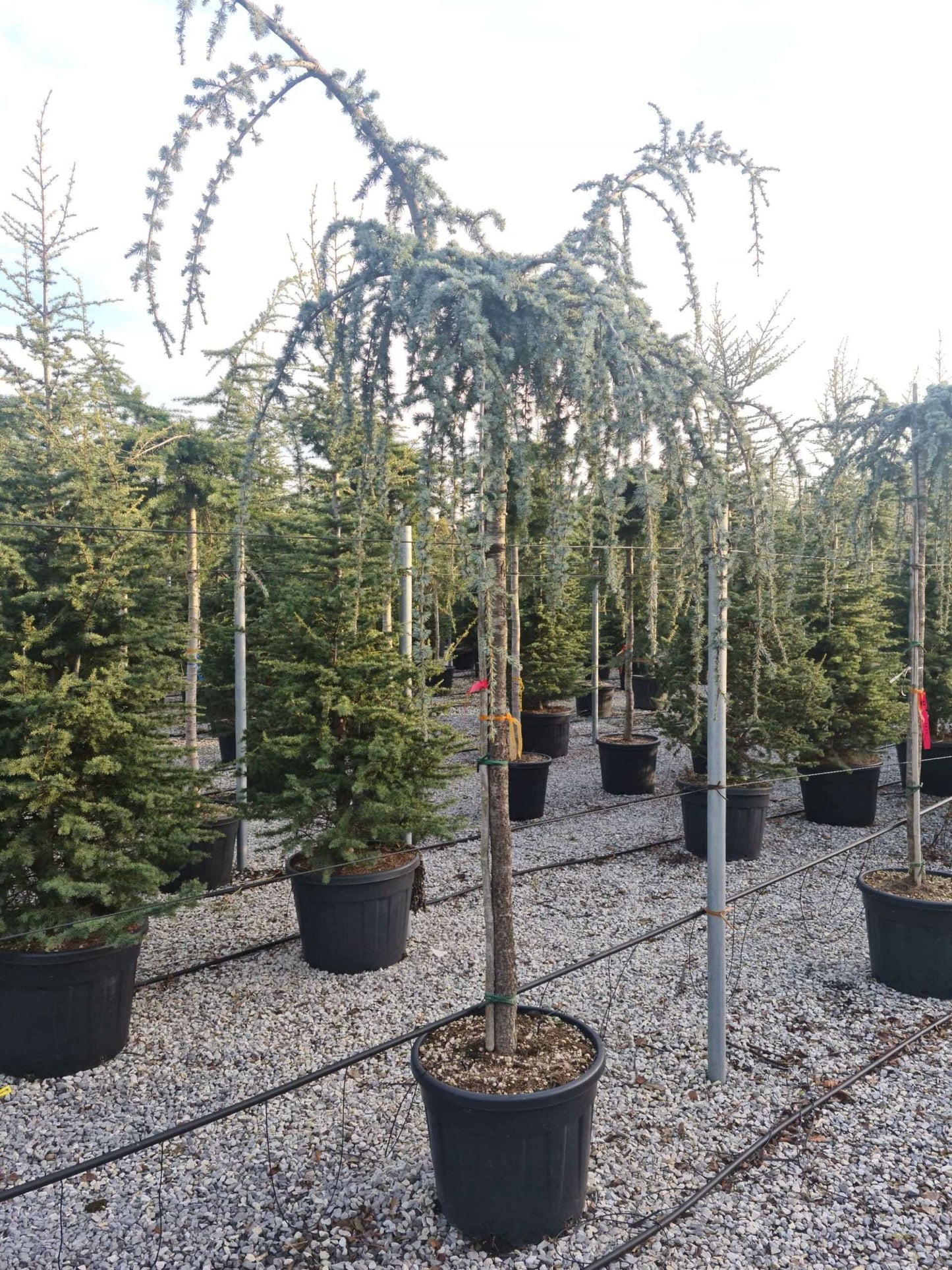 CEDRUS atlantica 'Glauca'