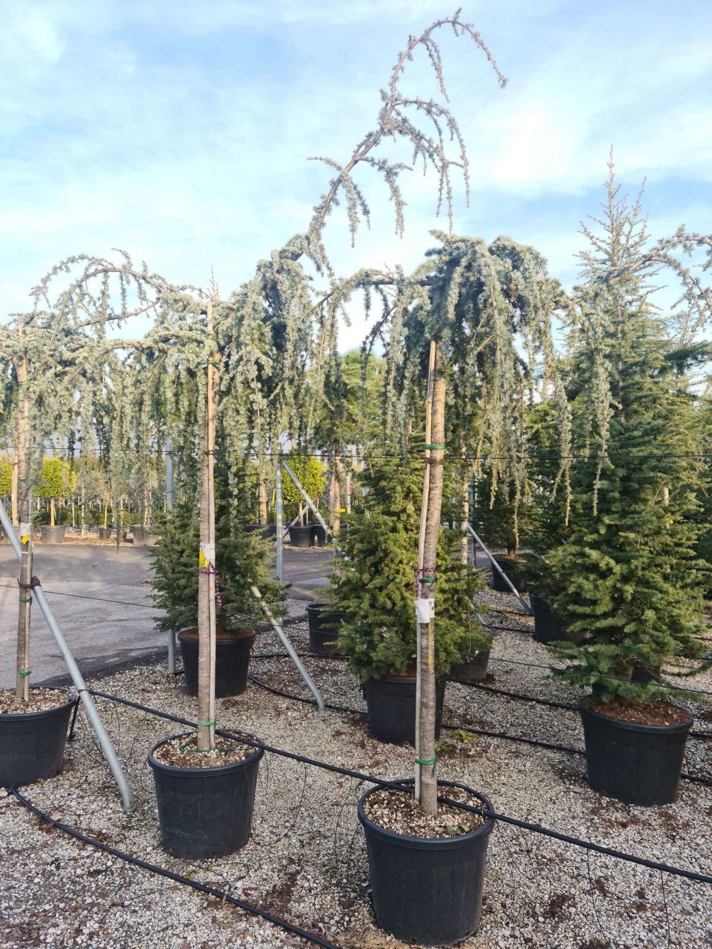 CEDRUS atlantica 'Glauca'