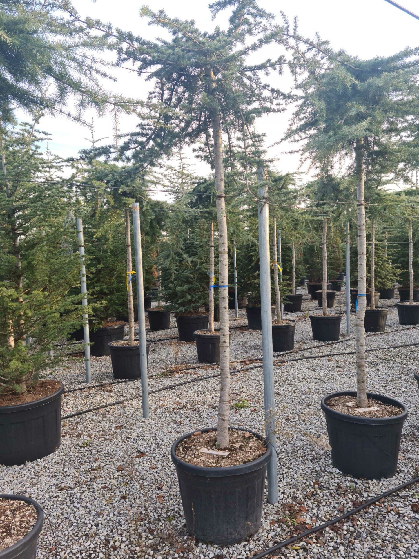 CEDRUS deodara 'Robusta Glauca'