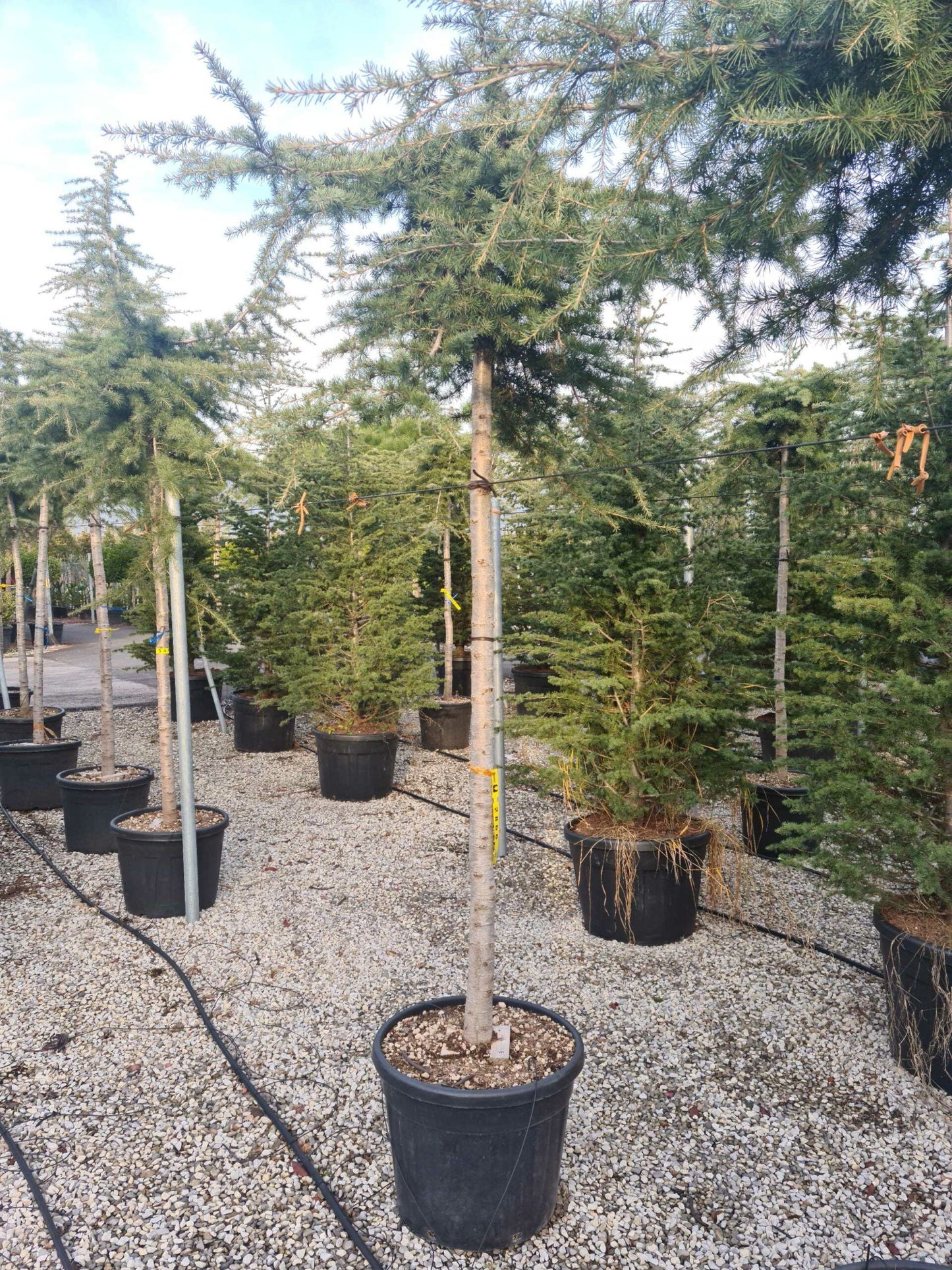 CEDRUS deodara 'Robusta Glauca'