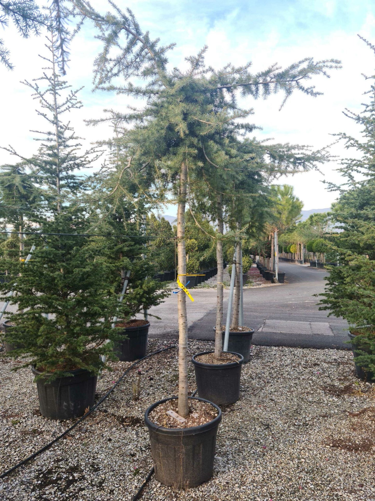 CEDRUS deodara 'Robusta Glauca'