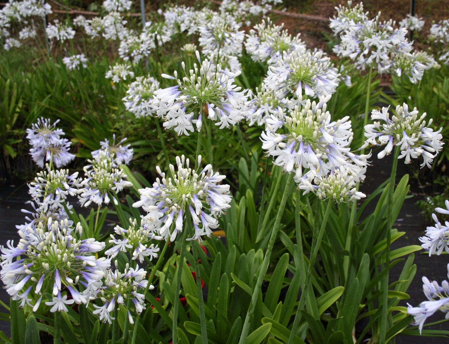 AGAPANTHUS orientalis 'Queen Mum' ®