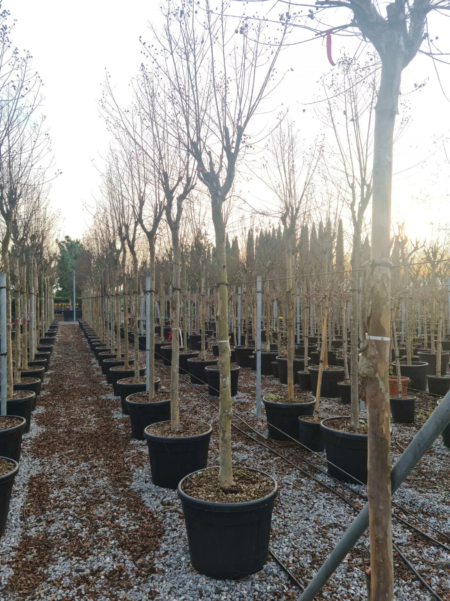 LAGERSTROEMIA x 'Lipan'