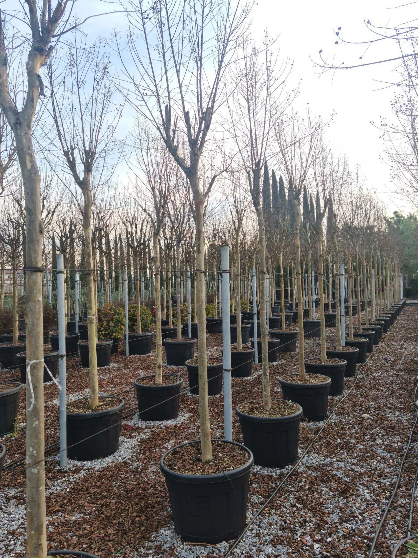 LAGERSTROEMIA x 'Lipan'
