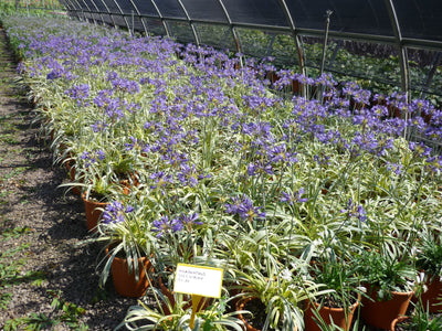 AGAPANTHUS praecox 'Gold Strike' ®