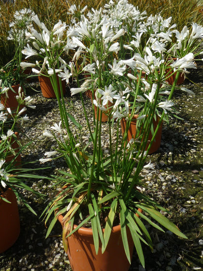 AGAPANTHUS praecox 'Snow Storm' ®