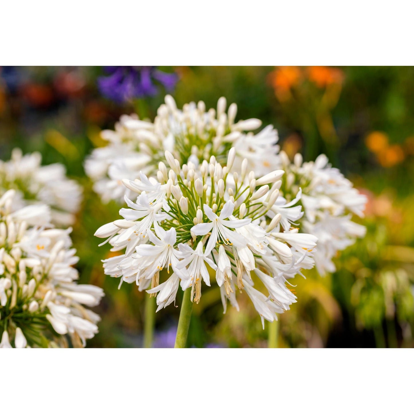 AGAPANTHUS umbellatus 'Albus'