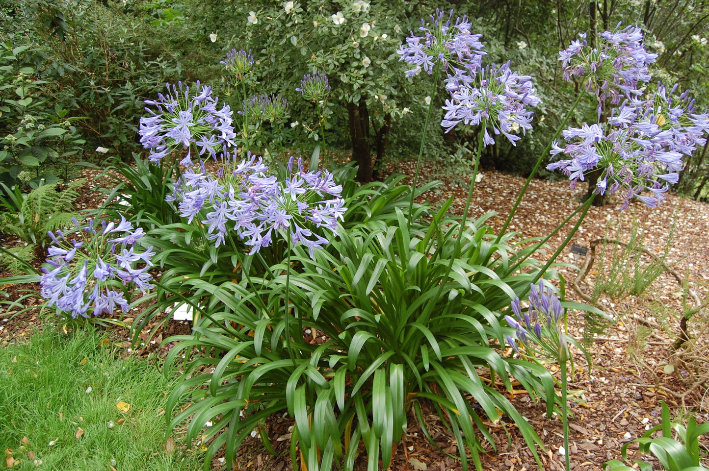 AGAPANTHUS umbellatus 'Ovatus'
